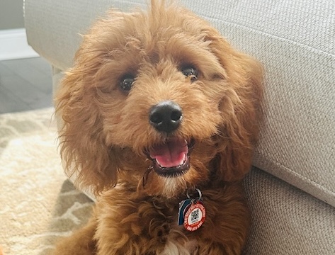 Ace the dog