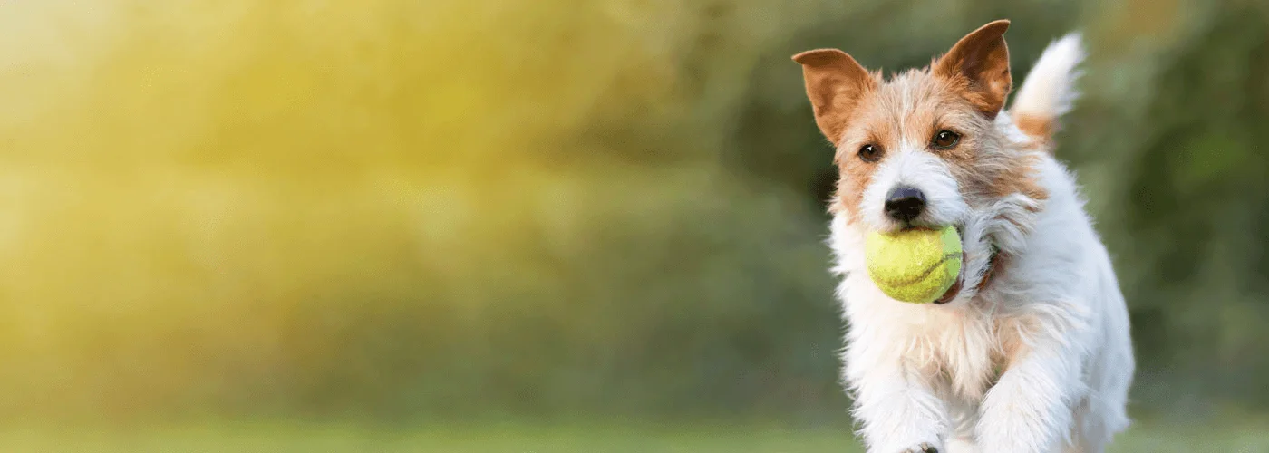 Close up of dog