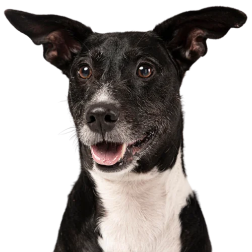 Close up of dog