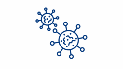 Bacteria