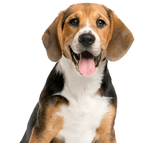 dog 3