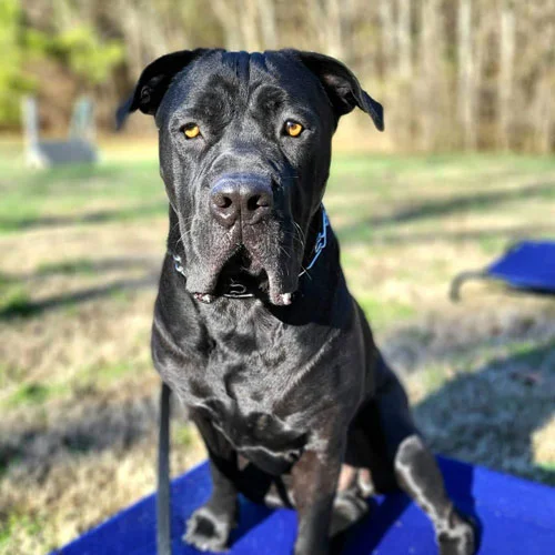 black dog