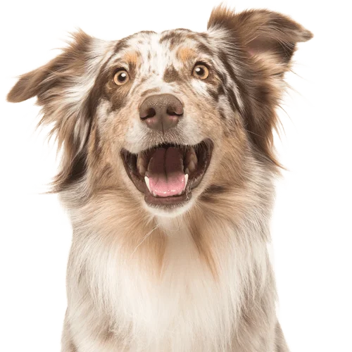 Close up of dog