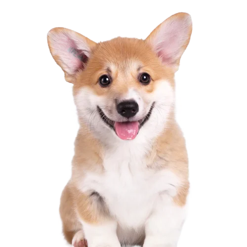 Close up of dog