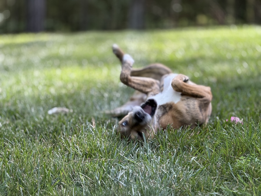 dog laying in grass