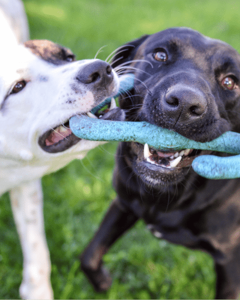 Dog playing picture