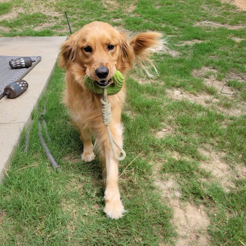 dog with toy