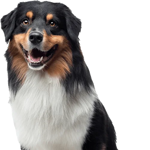 Close up of dog
