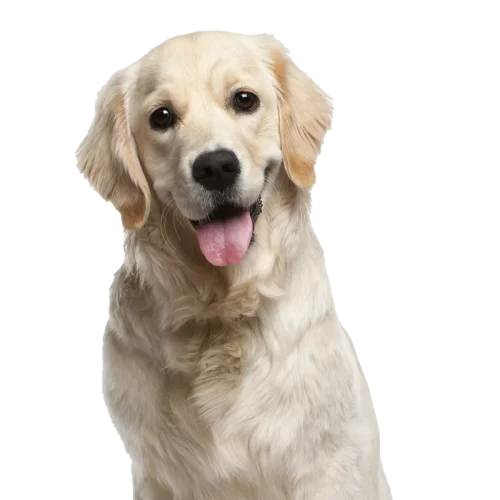 Close up of dog
