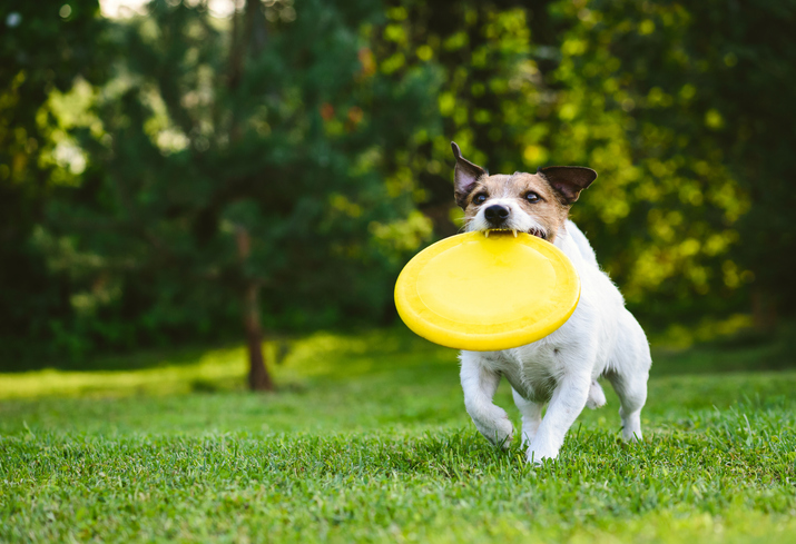 Adult dog playing catch and fetch with plastic disk outdoor
